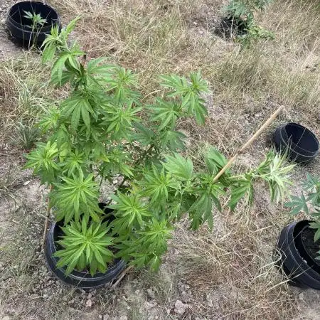 Fast version B Dutch/SuperSativa