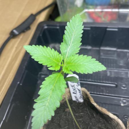 Moon Rock Auto Divine