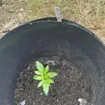 Moon Rock Auto Divine