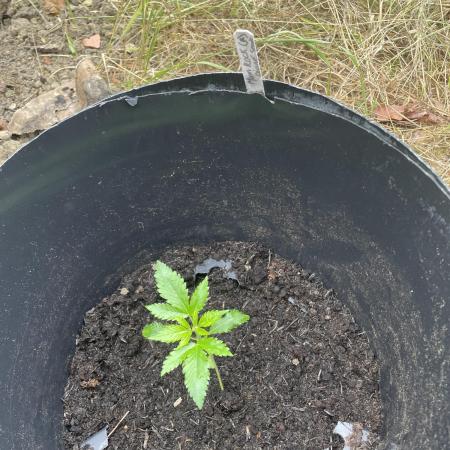 Moon Rock Auto Divine