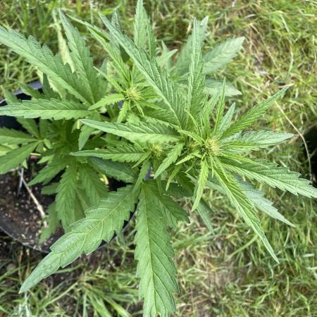Biscotti Auto Outdoor UK