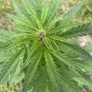 Thc Bomb Auto Outdoor