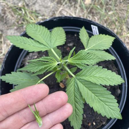 Neville’s Rose Outdoor comp