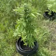 Critical Candy Auto