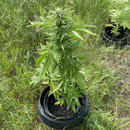 Critical Candy Auto