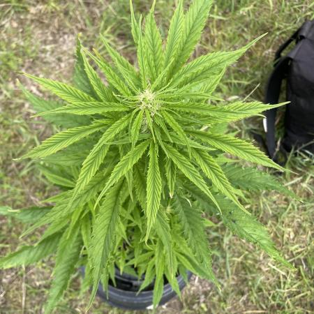 🍪 MSNL Gorilla Cookies Auto 🍪