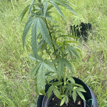 Thc Bomb Auto Outdoor