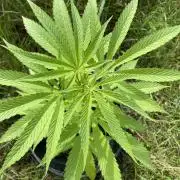 Shishka Lemonade 🍋 GHS Outdoor 🍋