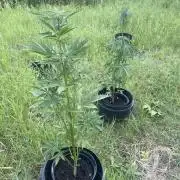 😈MSNL Purple Punch Auto😈