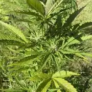 Thc Bomb Auto Outdoor