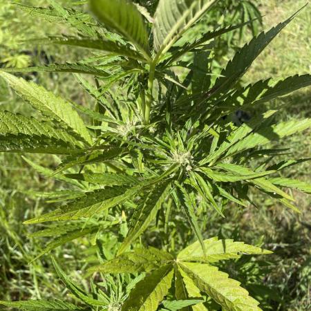 Thc Bomb Auto Outdoor