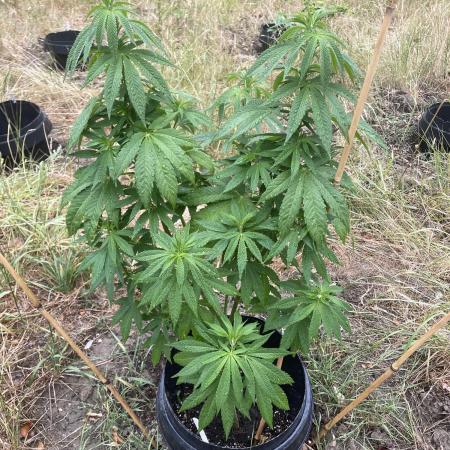Fast version B Dutch/SuperSativa