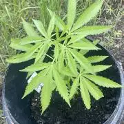 Shishka Lemonade 🍋 GHS Outdoor 🍋