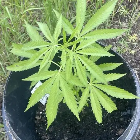 Shishka Lemonade 🍋 GHS Outdoor 🍋