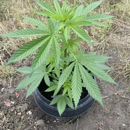 Sweet Seeds Outdoor promo