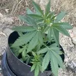 Moon Rock Auto Divine