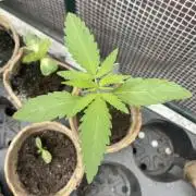 Shishka Lemonade 🍋 GHS Outdoor 🍋