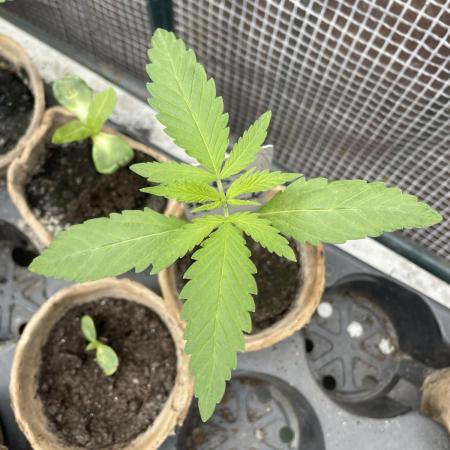 Shishka Lemonade 🍋 GHS Outdoor 🍋