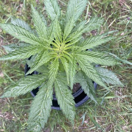 😈MSNL Purple Punch Auto😈