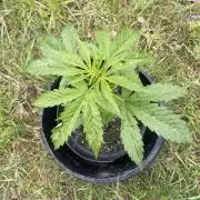 Thc Bomb Auto Outdoor