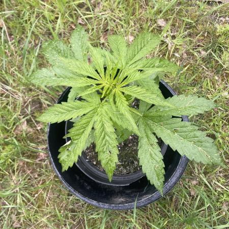 Thc Bomb Auto Outdoor
