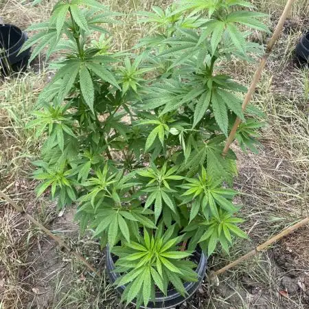 Fast version B Dutch/SuperSativa