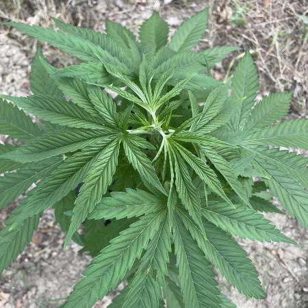 Sweet Seeds Outdoor promo
