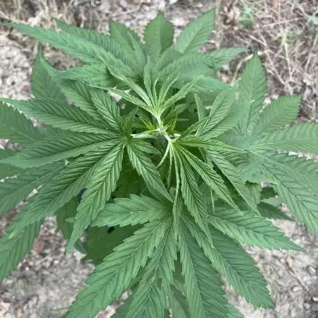 Sweet Seeds Outdoor promo
