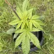 🍪 MSNL Gorilla Cookies Auto 🍪