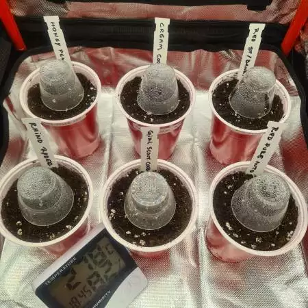 Red Pure Auto