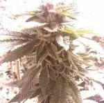 Cake Breath