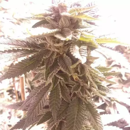 Cake Breath