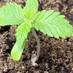 Granddaddy purple newby