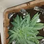 Buddys smoke