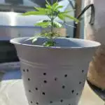 Holy Grail Kush Indoor/ Outdoor