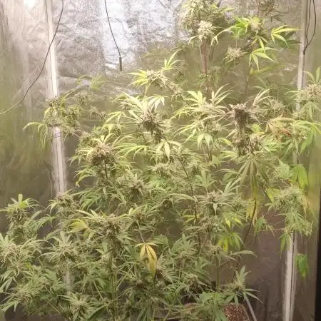 Stawberry Gorilla Auto by FastBuds