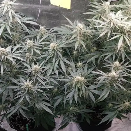 Atlas F1 by RQS
