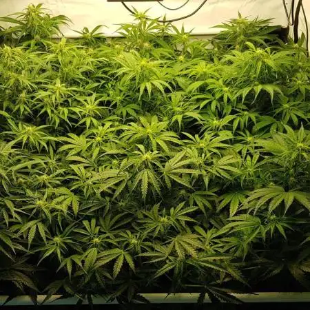 F1 Hybride Indoor