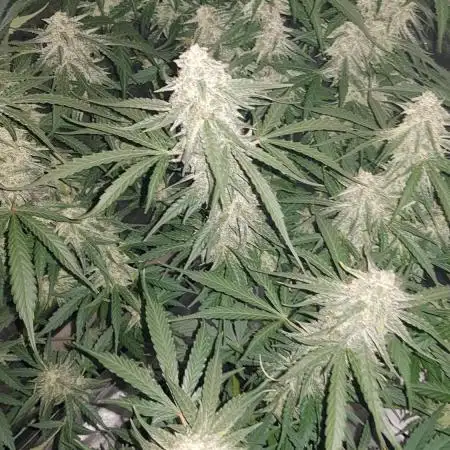 Atlas F1 by RQS
