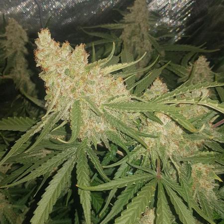 Atlas F1 by RQS