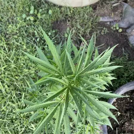 Purple Ghost Candy outdoor