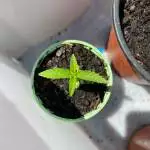 Rooftop Outdoor Grow - Aug '21