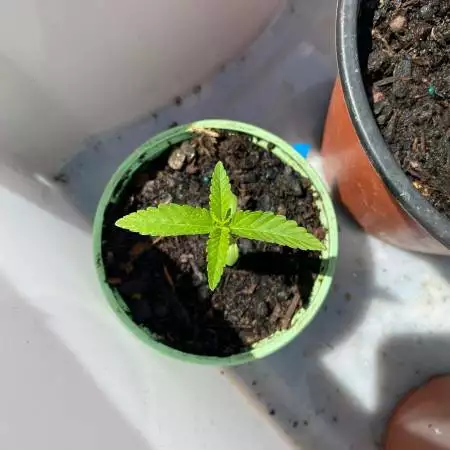 Rooftop Outdoor Grow - Aug '21