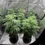 Super Boof + 5Mentarios + GMO y mas