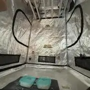 TRIP Sticky Wasabi VS DIP Bat Cake OG