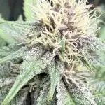 Super Boof + 5Mentarios + GMO y mas