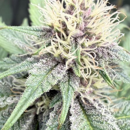 Super Boof + 5Mentarios + GMO y mas