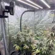 Super Boof + 5Mentarios + GMO y mas