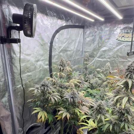 Super Boof + 5Mentarios + GMO y mas