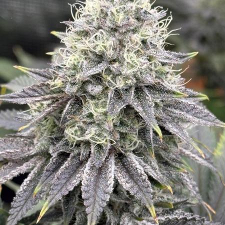 Super Boof + 5Mentarios + GMO y mas